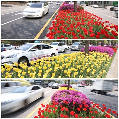 NSP통신-안양시청 앞 시민대로 만개한 튤립 꽃 모습. (안양시)
