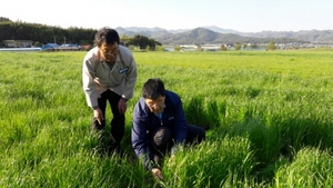 [NSP PHOTO]포항시, 사료작물 작황 우수로 고품질 친환경 쌀 생산 기대