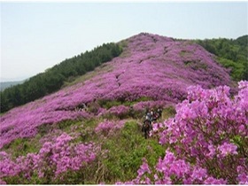 [NSP PHOTO][가볼까]장수 봉화산 철쭉단지 분홍빛 대향연 시작