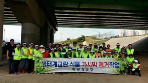 [NSP PHOTO]대구 달성군, 식물계의 황소개구리 가시박 제거 작업 실시