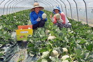 [NSP PHOTO]대구 달성군, 옥포 메론 본격 출하