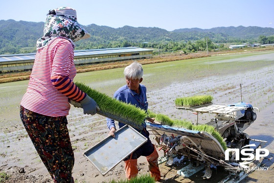 [NSP PHOTO]장수군, 고령농 육모지원사업 호응…예산 3억 투입
