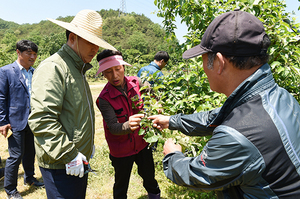 [NSP PHOTO]영덕군, 농촌인력지원센터 일손 해결사 역할 톡톡