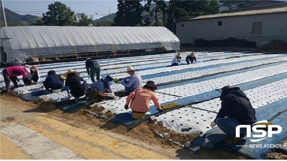 [NSP PHOTO]장수군, 영농철 농촌일손돕기 구슬땀