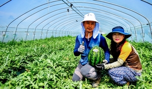 [NSP PHOTO]대구 달성군, 옥포 수박 본격 출하