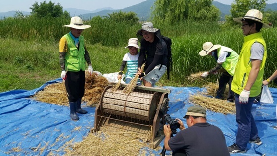 [NSP PHOTO]성남시, 제2회 추억의 밀 수확체험 행사
