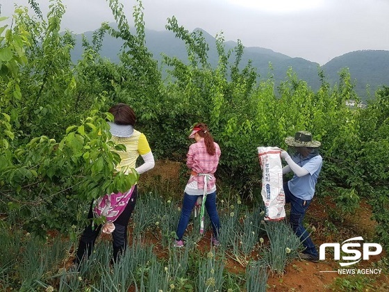 NSP통신-전북 완주군 관광체육과 직원들이 일손이 부족한 관내 매실농가를 찾아 일손을 돕고 있다.