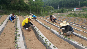 [NSP PHOTO]영덕군 농업의 미래 4-H회, 고구마 과제포 운영