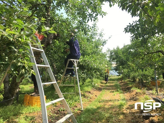 [NSP PHOTO]장수군 계남면사무소, 농가일손돕기 구슬땀