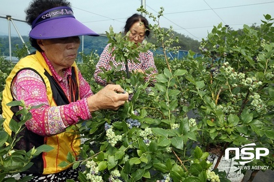 NSP통신-장흥군 농민들이 노지 블루베리를 수확하고 있다. (장흥군)