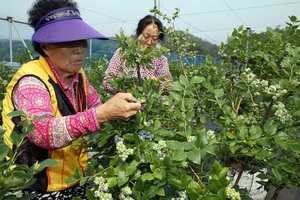 [NSP PHOTO][지역경제]장흥군 블루베리, 말레이시아 수출길