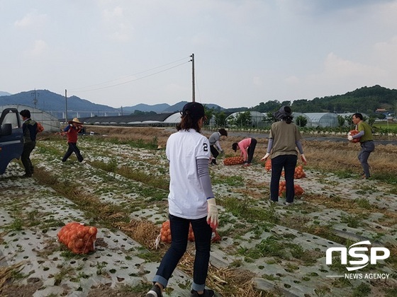 NSP통신-장성교육지원청 관계자들이 지난 13일 실시한 농촌 일손돕기. (장성교육지원청)