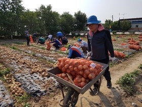 [NSP PHOTO]완주군청 공무원, 양파수확 구슬땀