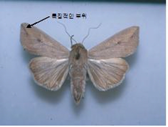 NSP통신-멸강나방 성충모습. (경기도)