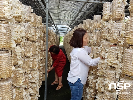 [NSP PHOTO][가볼까]목이버섯 최고 품질 자랑…진안 버섯마루