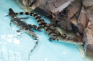 [NSP PHOTO]함평군, 양서·파충류 생태공원에 멸종위기 샴악어 입식