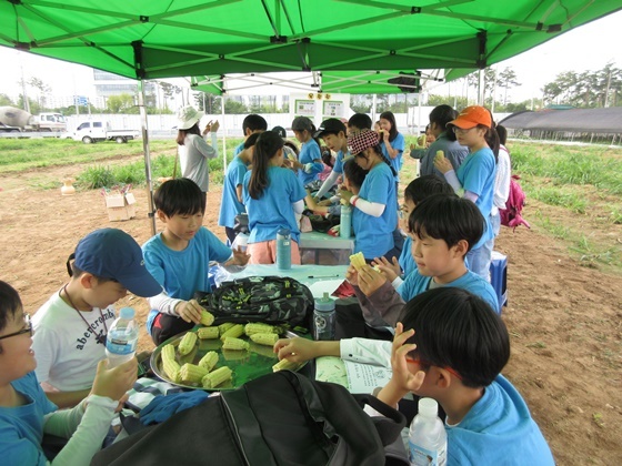 NSP통신-옥수수 수확체험행사에서 시식하고 있는 성남시청소년들. (성남시농업기술센터)