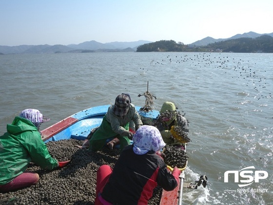 NSP통신-강진군 해조류 살포작업. (강진군)