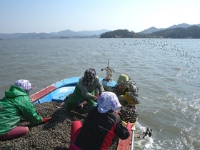 [NSP PHOTO]강진군, 참꼬막 자연산란 모패장 조성 박차