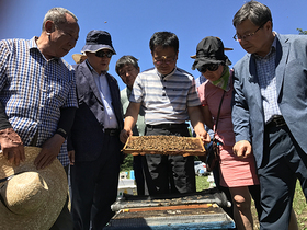 [NSP PHOTO]국내 최초 정부장려품종장원벌울릉도 현장평가회 가져