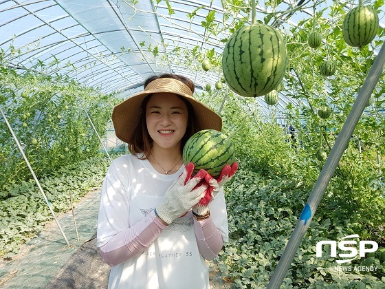 [NSP PHOTO]진안군, 유럽형 애플수박 재배…고소득 기대