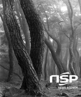 NSP통신-이만도 사진작가의 흑백 소나무 (대구광역시 달성군 제공)