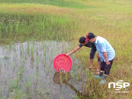 [NSP PHOTO]진안군, 붕어 치어 93만여 마리 방류