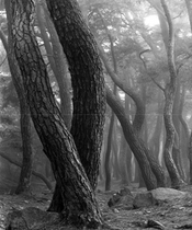 [NSP PHOTO]대구 달성군, 이만도 사진작가 Pine trees 사진전 개최