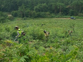 [NSP PHOTO]군산시, 옥산면 등 임야 300ha 조림지 풀베기사업
