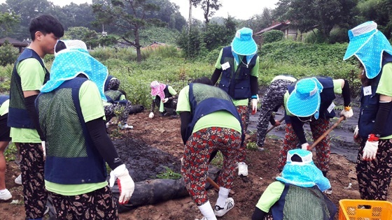 NSP통신-▲한밭대 학생들 금산에서 농촌봉사활동