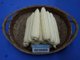 [NSP PHOTO]경기도농기원, 도 대표 흰색 찰옥수수 GC0089 육성 보급