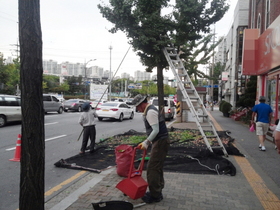 [NSP PHOTO]수원시, 8월부터 은행열매 수거 시작 악취 제거