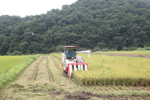 [NSP PHOTO]보성군, 웅치 올벼쌀 첫 수확