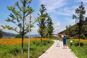 [NSP PHOTO]대구 달성군, 달성 1차 산업단지서 대규모 코스모스 단지 개장