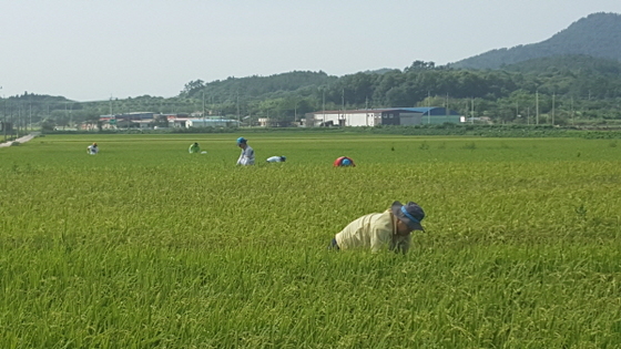 NSP통신-무안군 벼멸구 집중예찰로 피해방지 노력 (무안군)