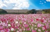 [NSP PHOTO]진안 용담댐 하류 코스모스 활짝