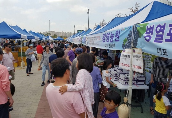 NSP통신-김포시 농업기술센터가 김포 포도 직거래 장터를 개최한다. (김포시)