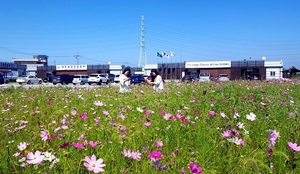 [NSP PHOTO]안산시 대부해양관광본부, 유휴지 코스모스 꽃밭 조성