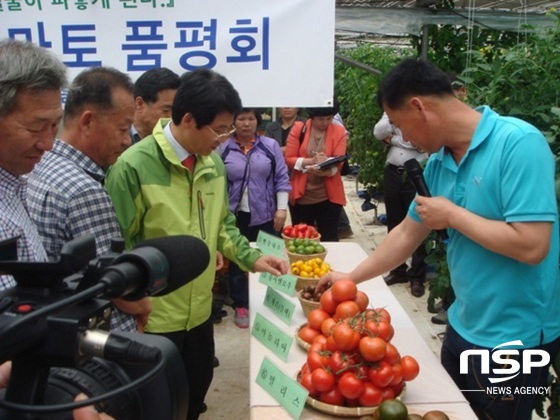 NSP통신-강진산 다양한 토마토 품종. (강진군)
