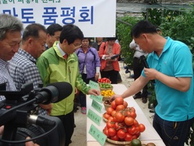 [NSP PHOTO]강진군 맛도 좋고 건강에도 좋은 강진 토마토 드세요