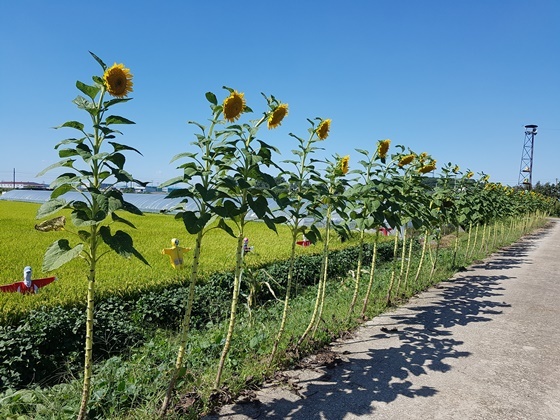 NSP통신-▲지난해 해바라기 축제 장면 (논산시)