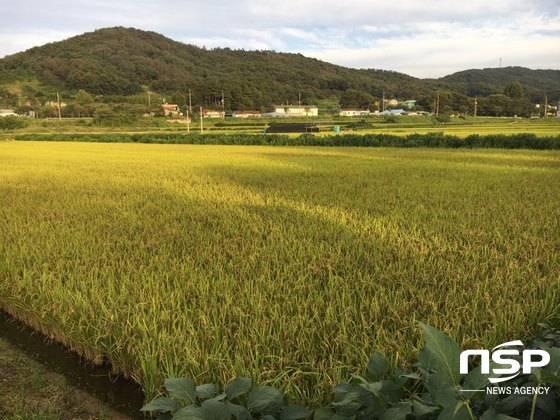 [NSP PHOTO]가을 수확의 결실 노랗게 물든 황금 들녘