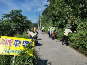 [NSP PHOTO]성주군 녹색실천연대, 삼산리서 가시박 제거 작업 벌여