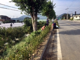 [NSP PHOTO]성주군, 벽진면서 연산홍 2400본 심어 포근한 가을 선사