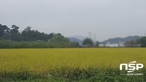 NSP통신-광명시 가학동 인근 수확을 기다리는 벼들이 고개를 숙이고 있다. (박승봉 기자)