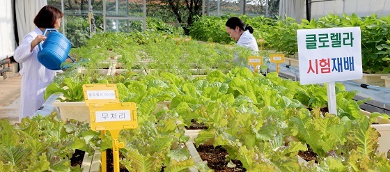 NSP통신-▲태안군은 친환경 농산물 생산에 도움이 되는 농업용 클로렐라를 배양 공급한다. (태안군)
