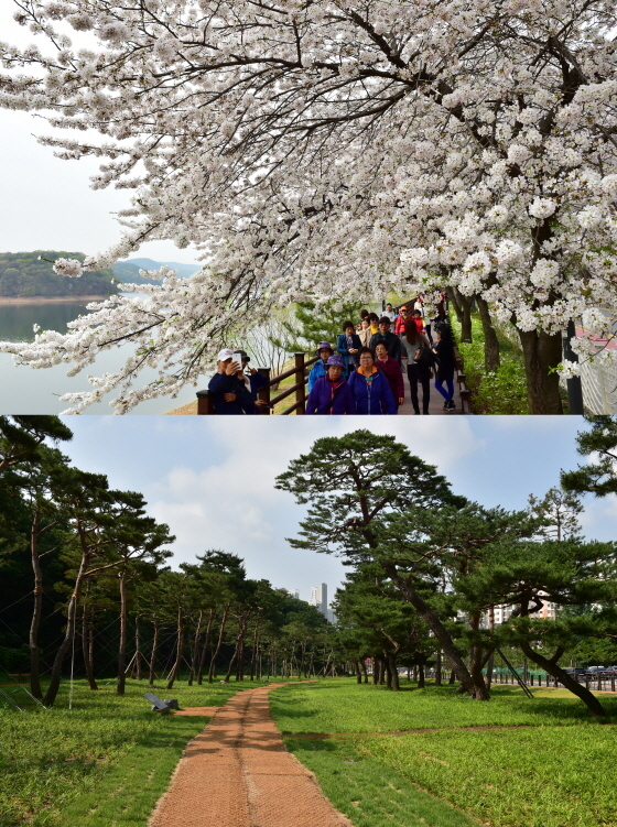 NSP통신-산림청이 주관하는 2017 녹색도시 우수사례 공모사업에서 장려상에 선정된 광교마루길 가로수(상)와 노송지대 노송숲 전경. (수원시)