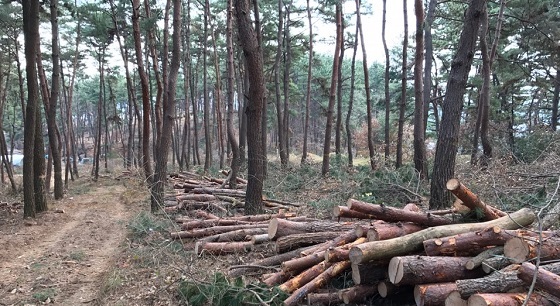 NSP통신-▲서천군은 150ha의 임야에 3억원의 예산을 투입하여 숲가꾸기 사업을 추진한다. (서천군)