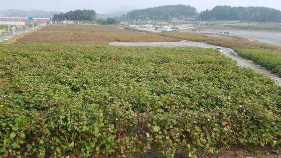 NSP통신-마라톤이 펼쳐지고 있는 고하도 목화밭 (윤시현 기자)