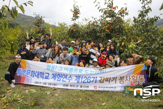 NSP통신-감따기 봉사활동을 하고 있는 계명문화대학교 학생들. (계명문화대)